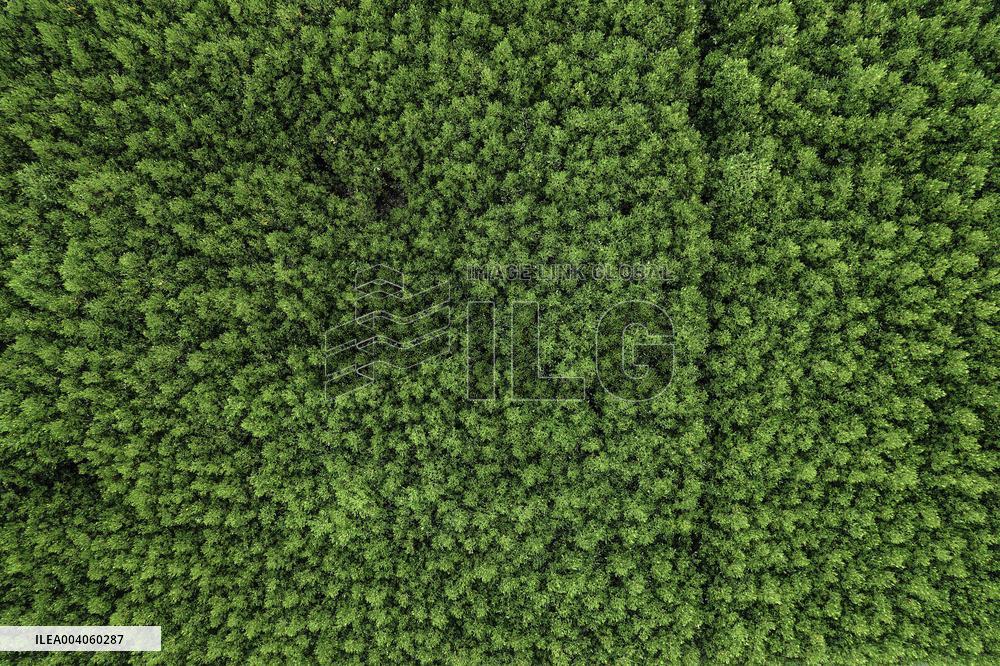 Mangrove Forest Restoration - Indonesia