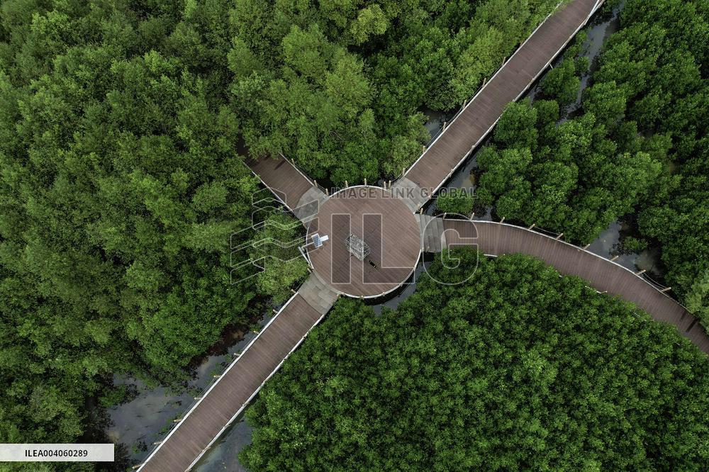 Mangrove Forest Restoration - Indonesia