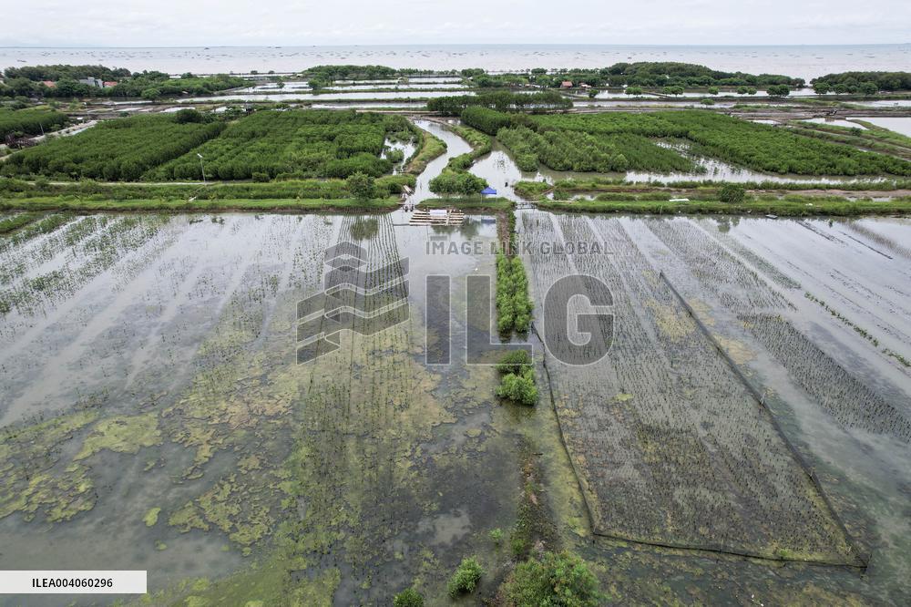 Mangrove Forest Restoration - Indonesia