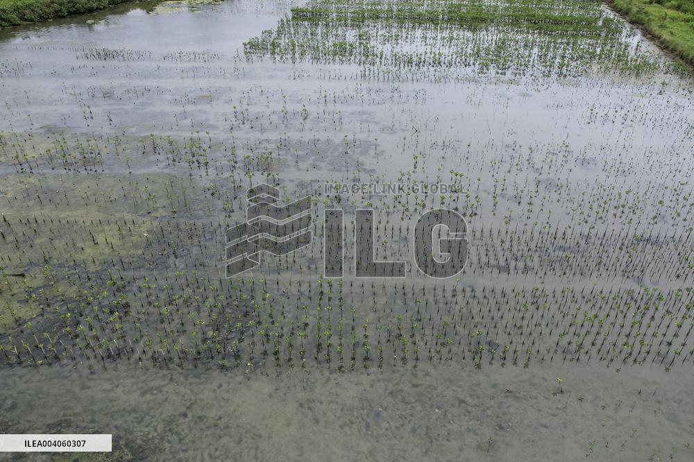 Mangrove Forest Restoration - Indonesia