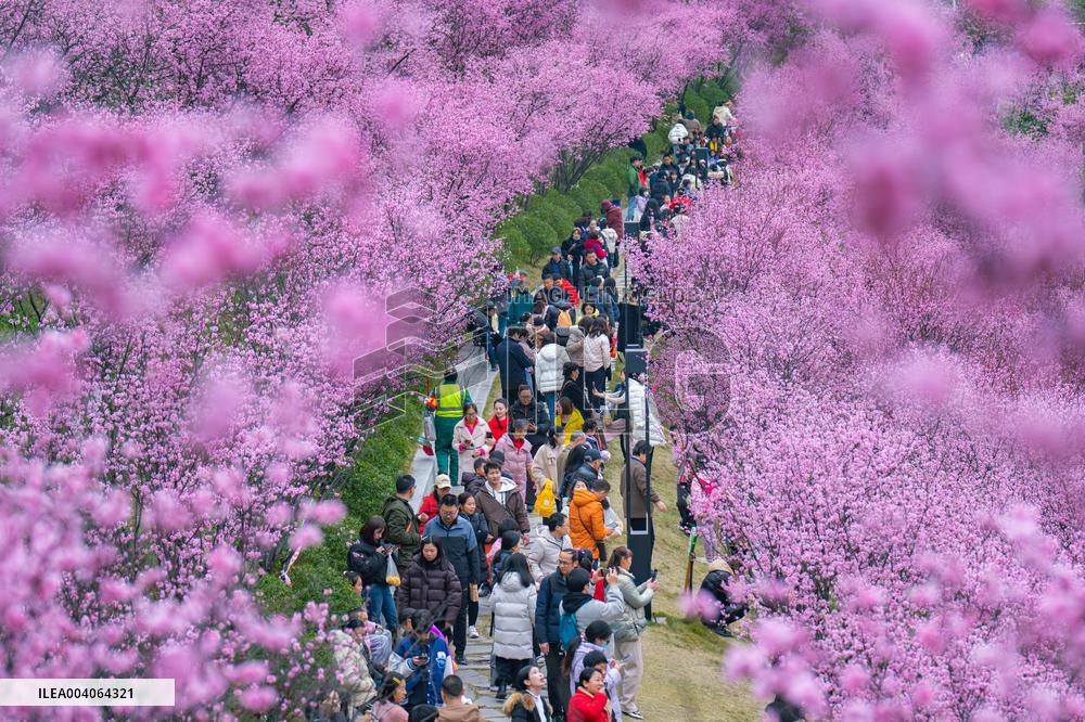 Tourists Enjoy Blooming Plum Blossoms in Chongqing