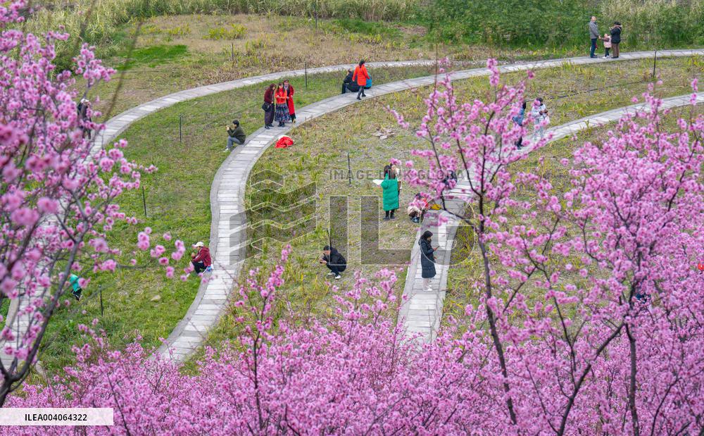 Tourists Enjoy Blooming Plum Blossoms in Chongqing