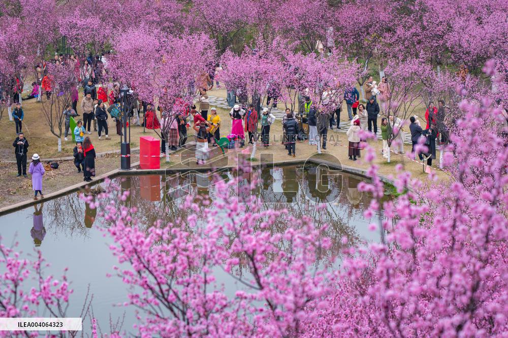 Tourists Enjoy Blooming Plum Blossoms in Chongqing