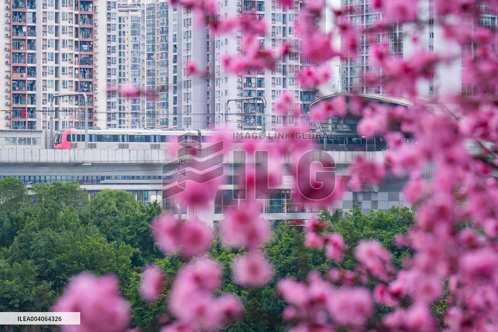 Tourists Enjoy Blooming Plum Blossoms in Chongqing