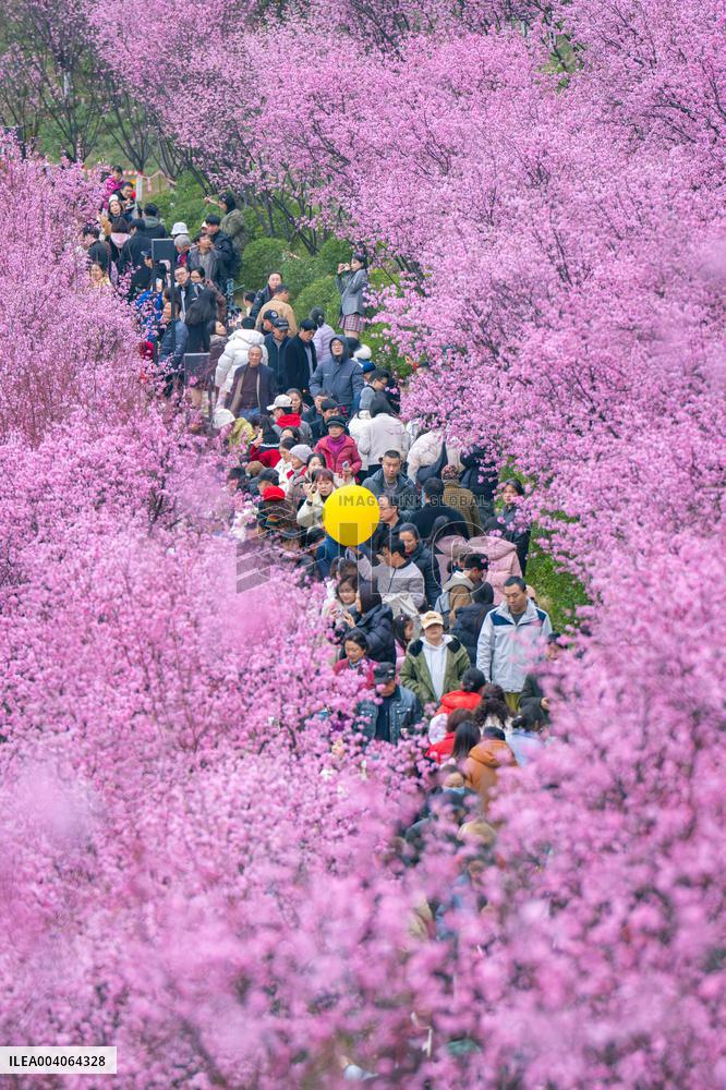 Tourists Enjoy Blooming Plum Blossoms in Chongqing