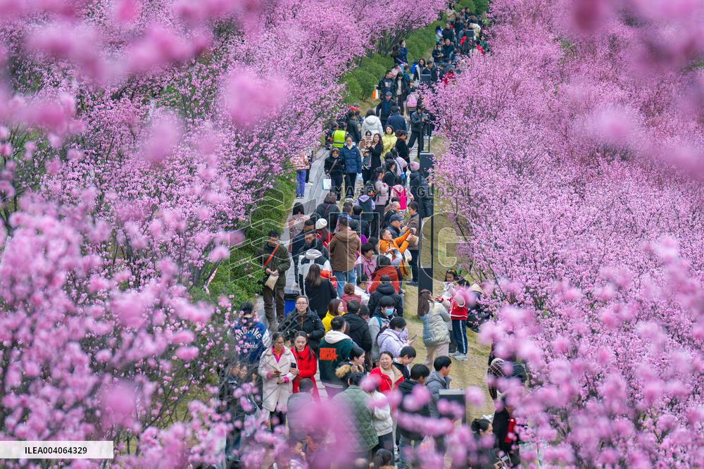 Tourists Enjoy Blooming Plum Blossoms in Chongqing