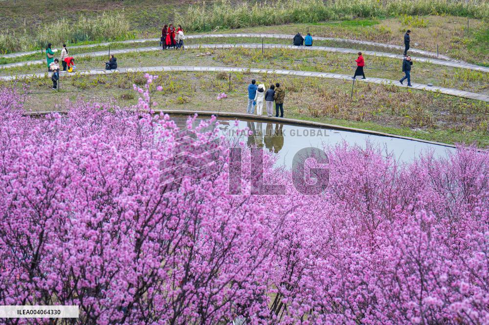 Tourists Enjoy Blooming Plum Blossoms in Chongqing