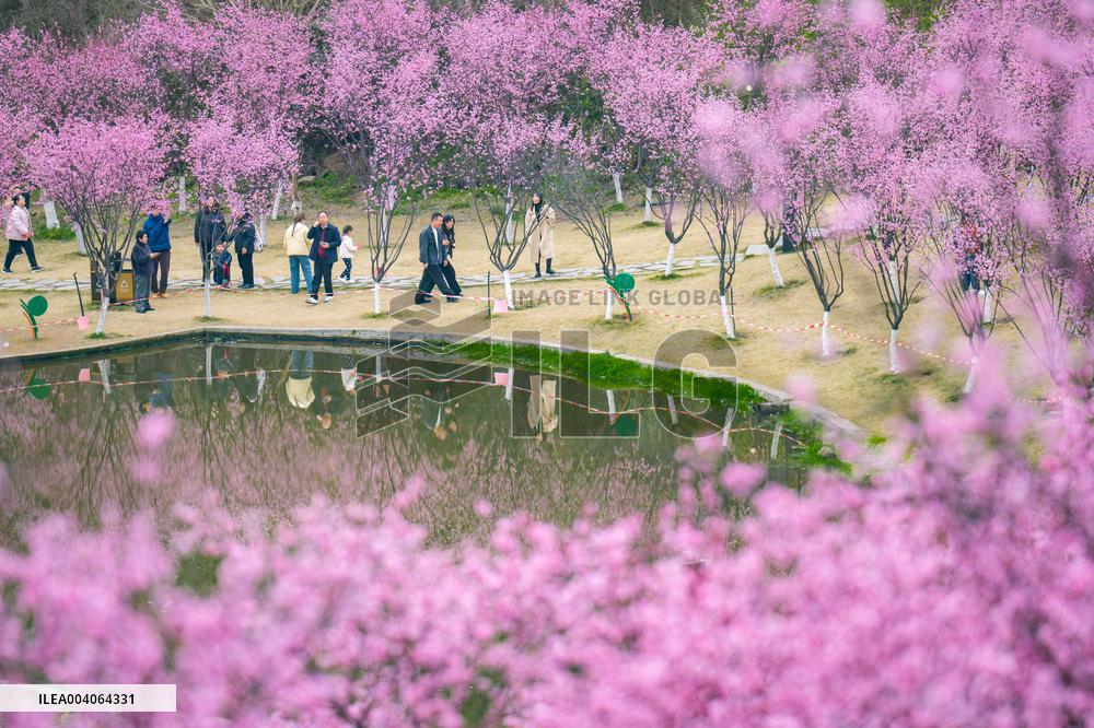Tourists Enjoy Blooming Plum Blossoms in Chongqing