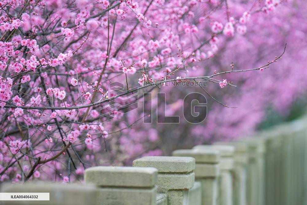 Tourists Enjoy Blooming Plum Blossoms in Chongqing