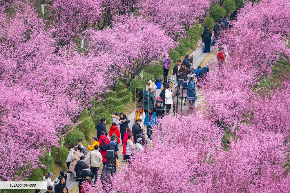 Tourists Enjoy Blooming Plum Blossoms in Chongqing