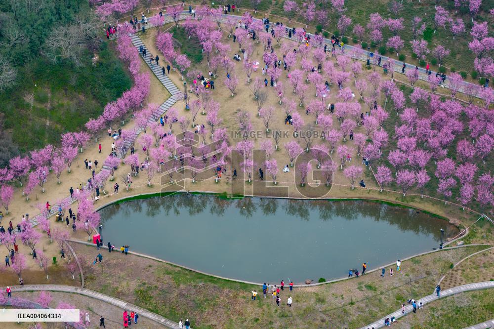 Tourists Enjoy Blooming Plum Blossoms in Chongqing