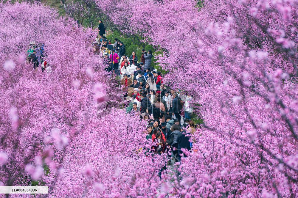 Tourists Enjoy Blooming Plum Blossoms in Chongqing