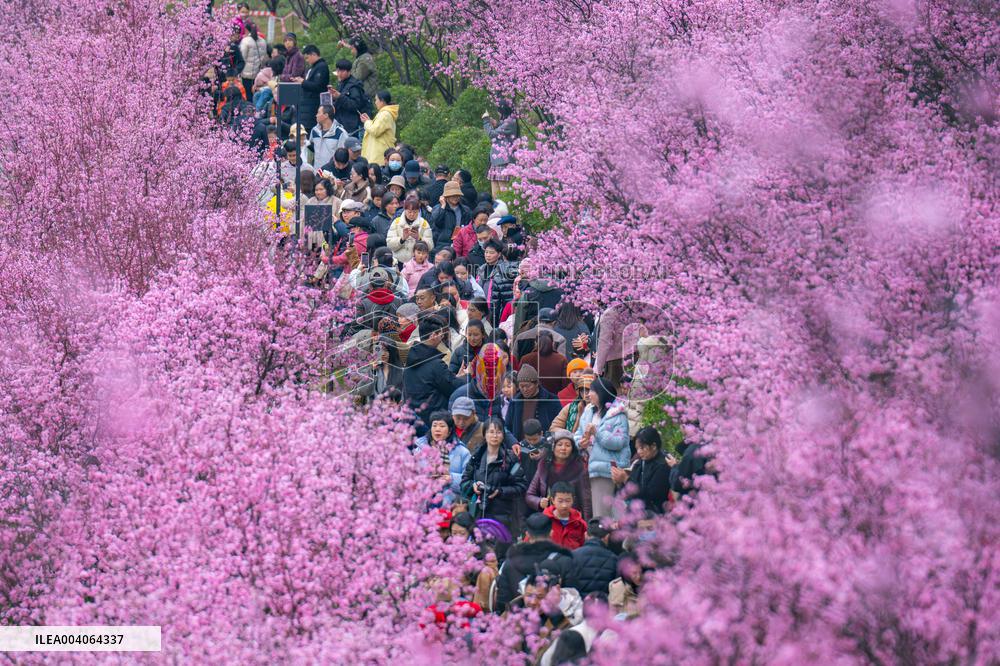 Tourists Enjoy Blooming Plum Blossoms in Chongqing
