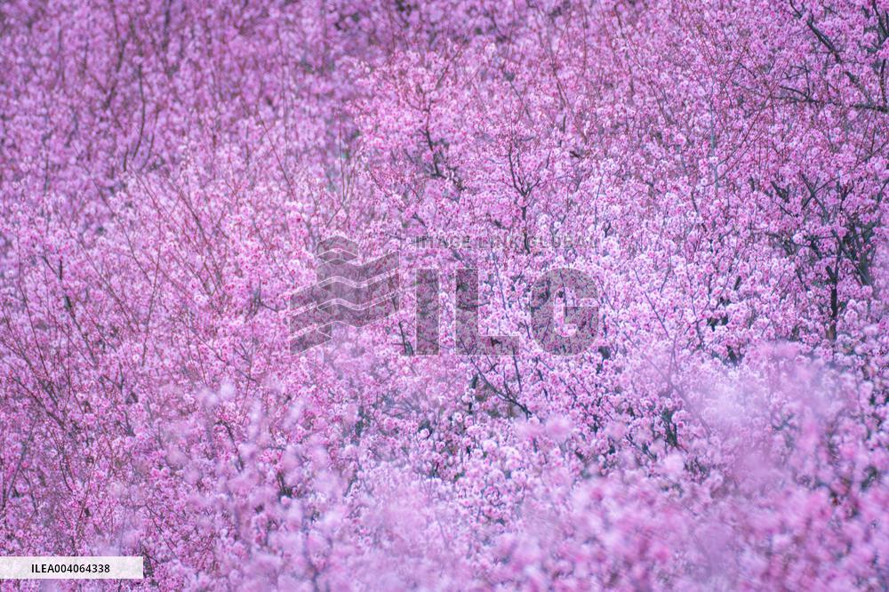 Tourists Enjoy Blooming Plum Blossoms in Chongqing