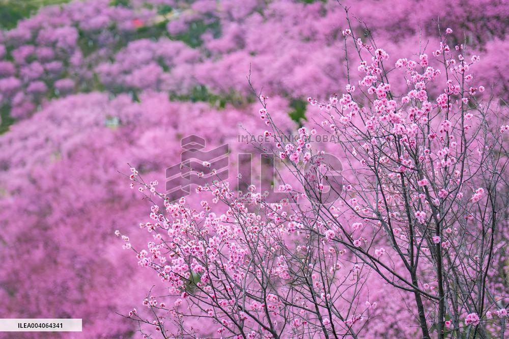 Tourists Enjoy Blooming Plum Blossoms in Chongqing