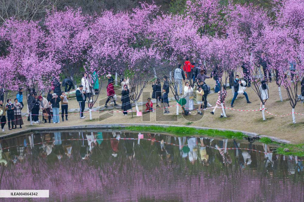 Tourists Enjoy Blooming Plum Blossoms in Chongqing