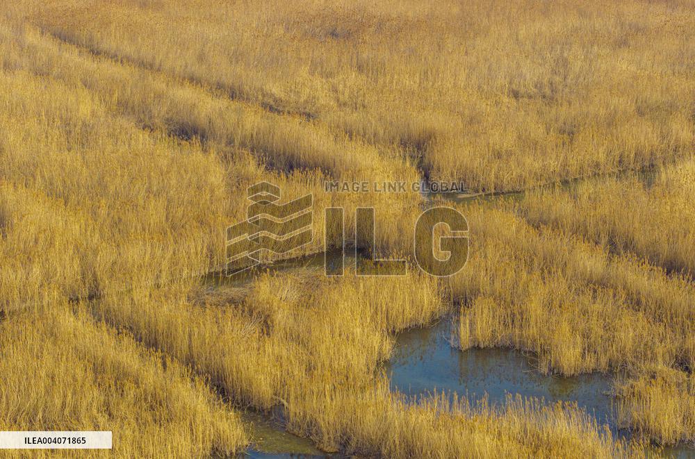 Reeds Harvest  in Suqian