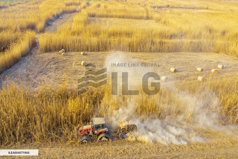 Reeds Harvest  in Suqian