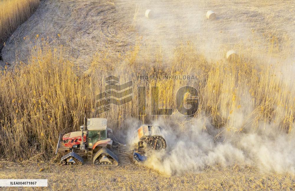 Reeds Harvest  in Suqian