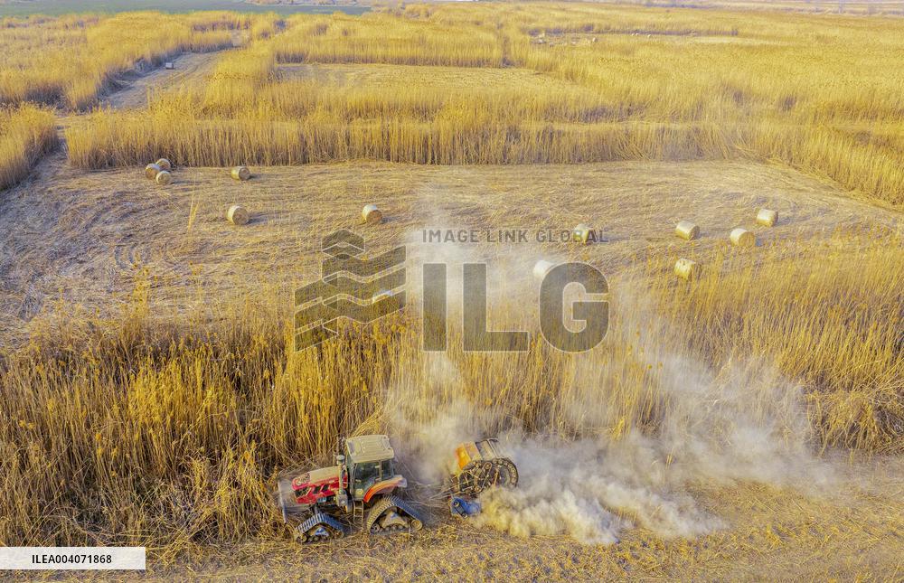 Reeds Harvest  in Suqian