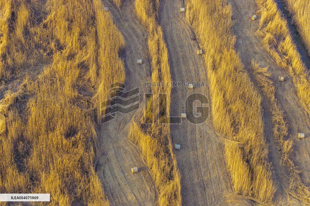 Reeds Harvest  in Suqian