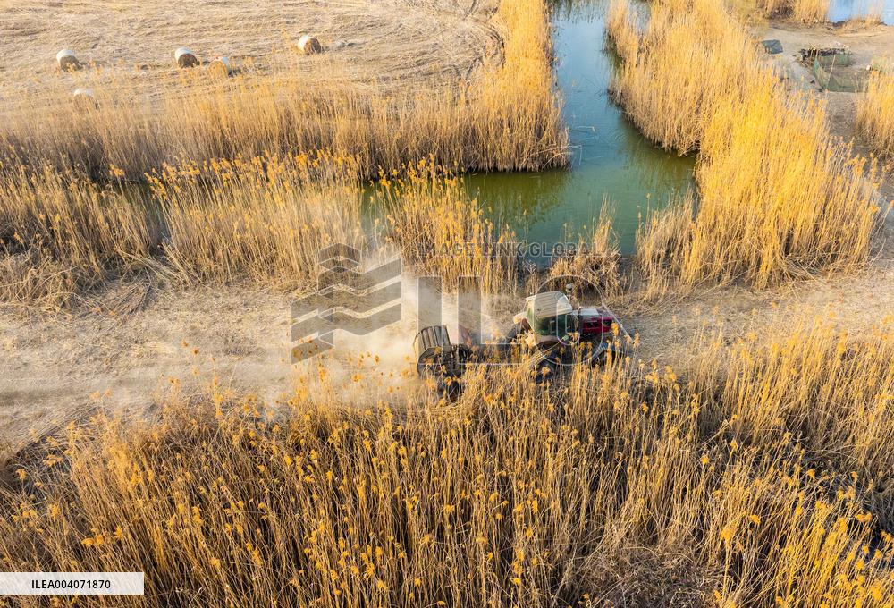 Reeds Harvest  in Suqian