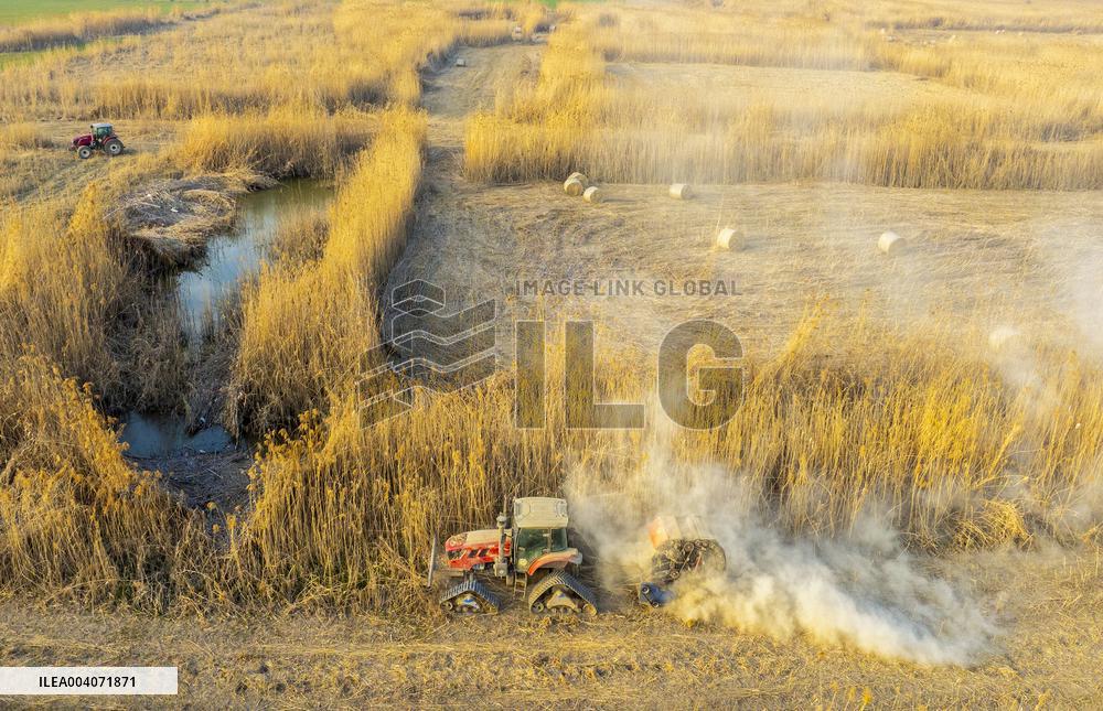 Reeds Harvest  in Suqian