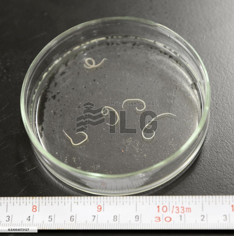Anisakis larvae