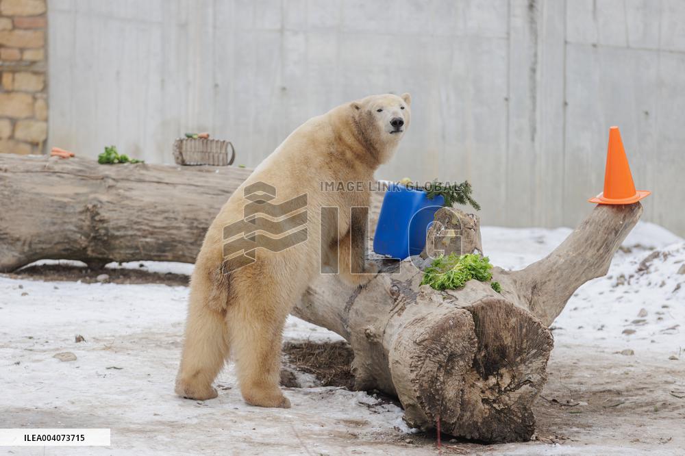Polar bears in the Zoo of Tallinn
