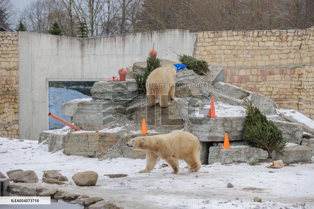 Polar bears in the Zoo of Tallinn