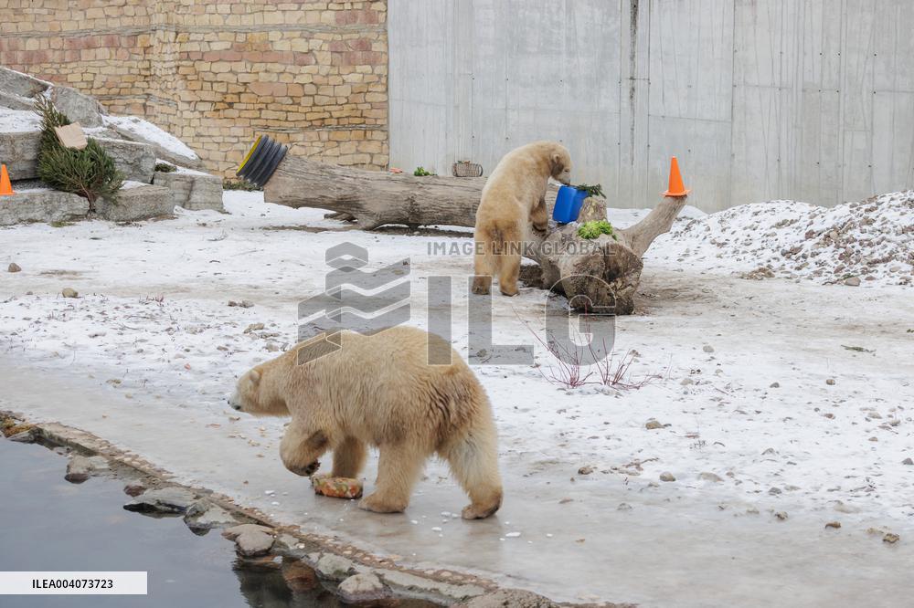 Polar bears in the Zoo of Tallinn