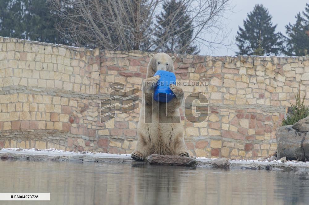 Polar bears in the Zoo of Tallinn