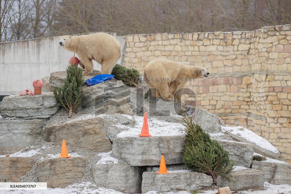 Polar bears in the Zoo of Tallinn