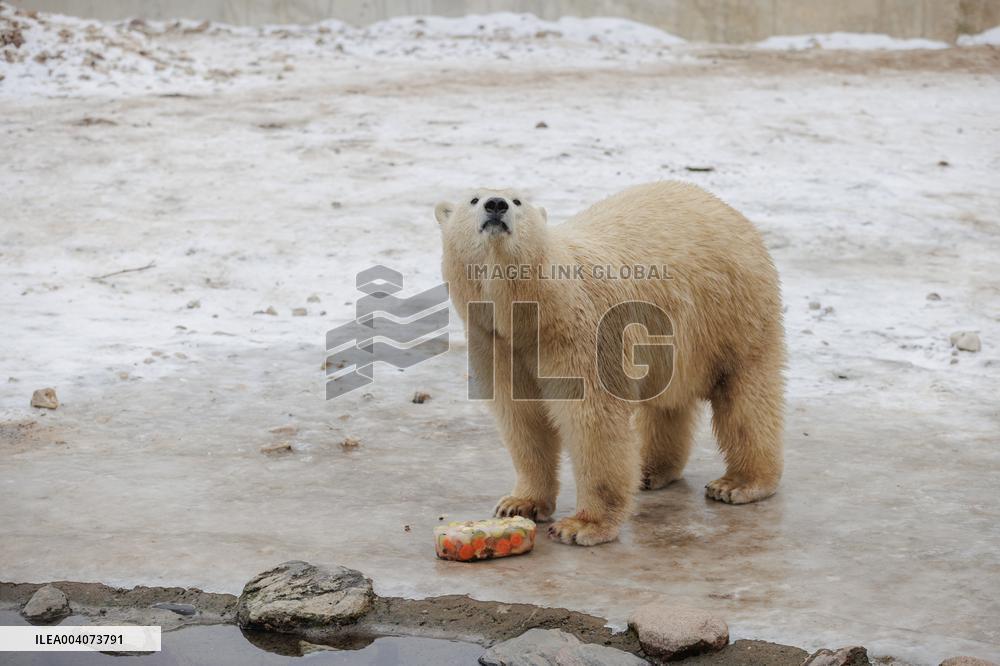 Polar bears in the Zoo of Tallinn