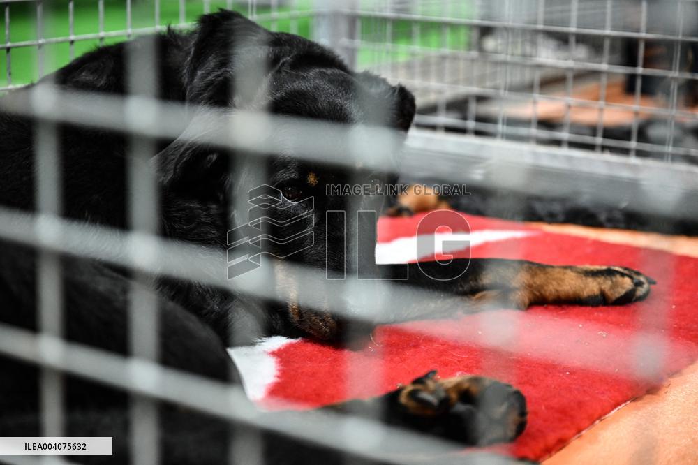 Illustration Agriculturel Fair - Paris