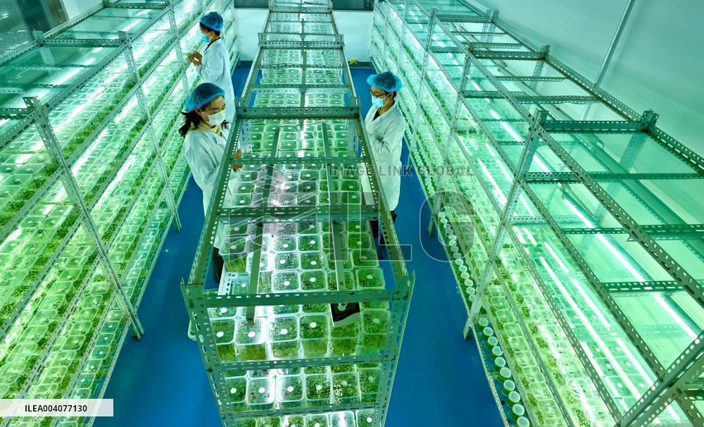 Potato Seed Potato Breeding System