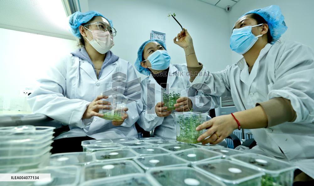 Potato Seed Potato Breeding System