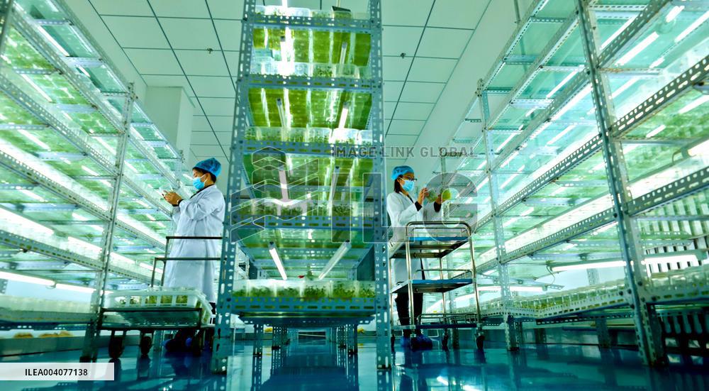 Potato Seed Potato Breeding System