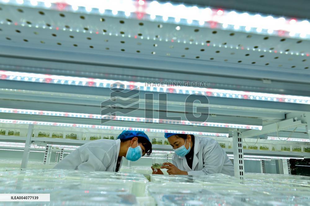 Potato Seed Potato Breeding System