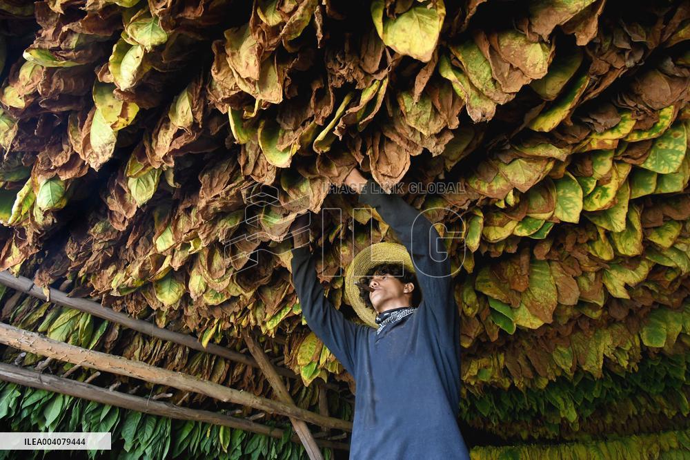 Tobacco Plantation - Cuba