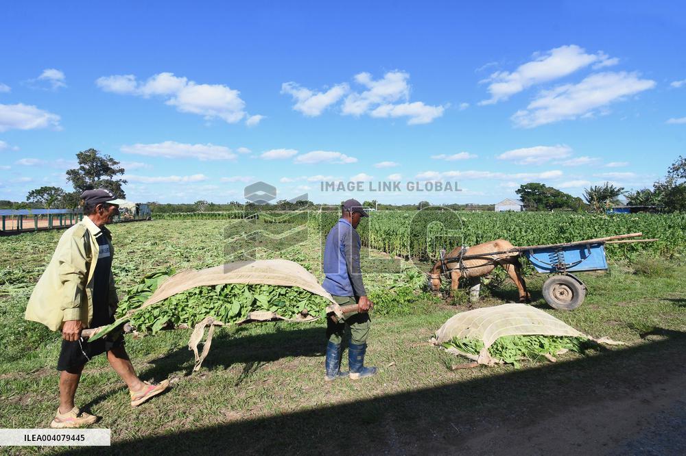 Tobacco Plantation - Cuba