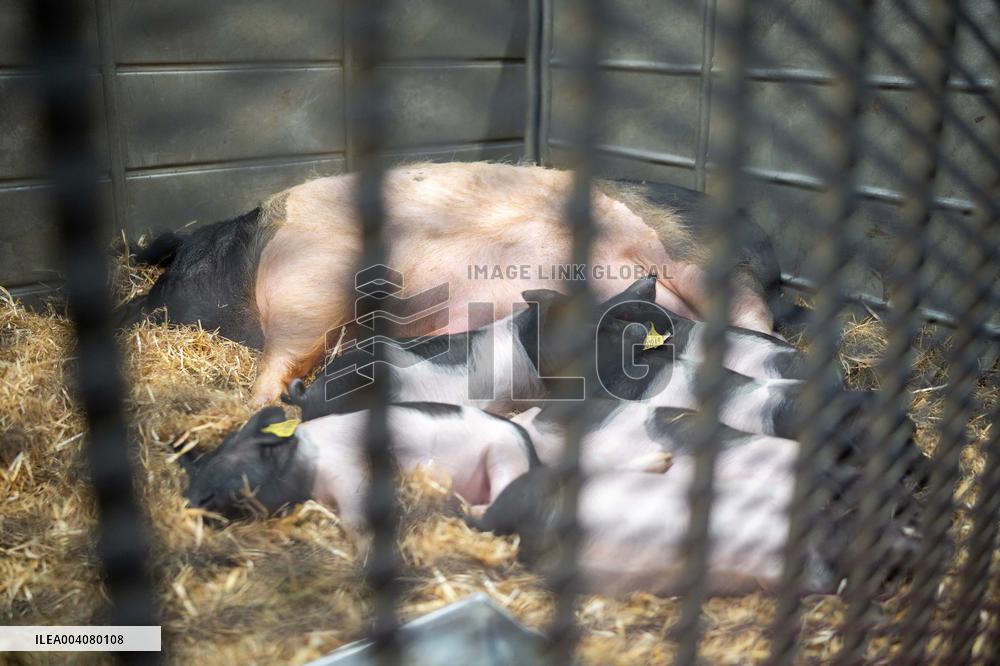 Illustration of the Agricultural Show - Paris AJ