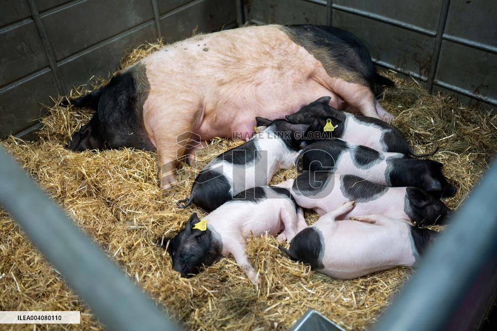 Illustration of the Agricultural Show - Paris AJ