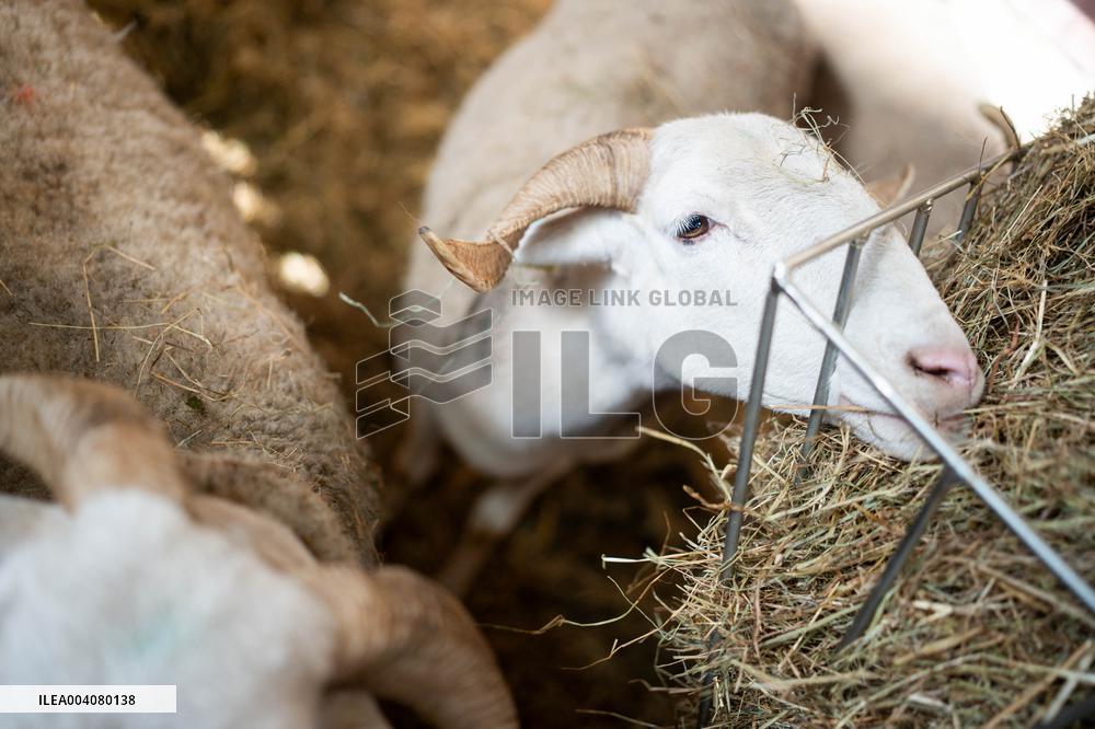 Illustration of the Agricultural Show - Paris AJ