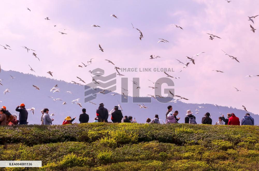 Dianchi Lake in Kunming