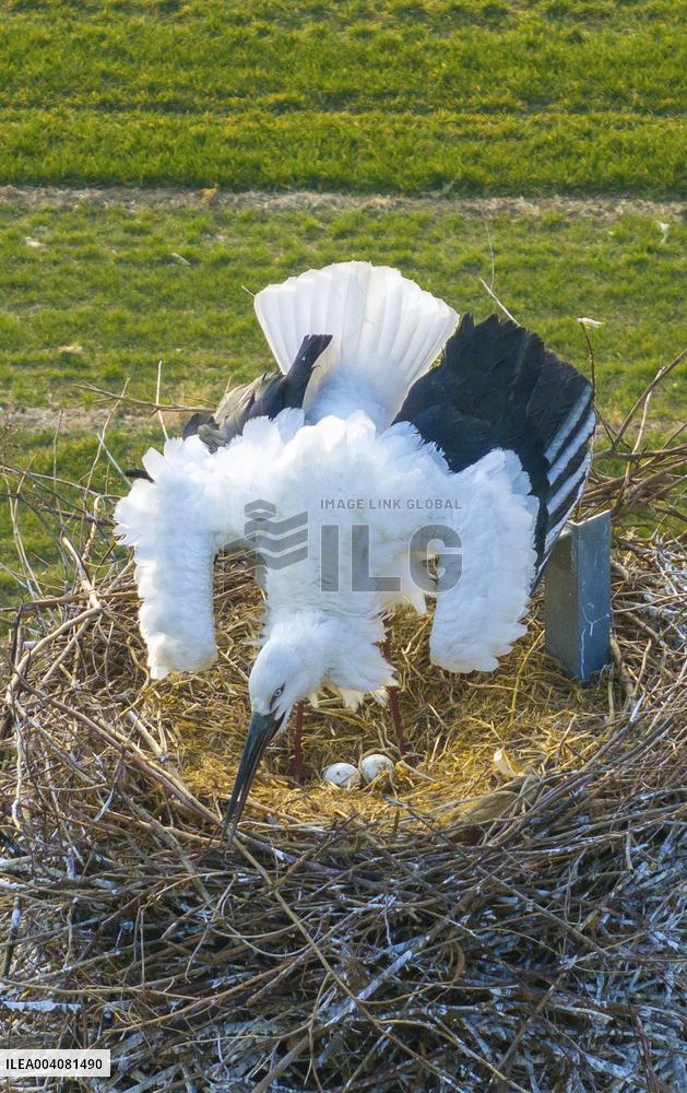 Oriental White Storks