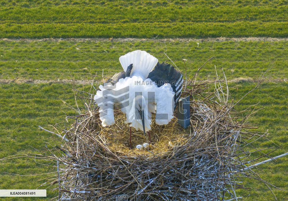 Oriental White Storks