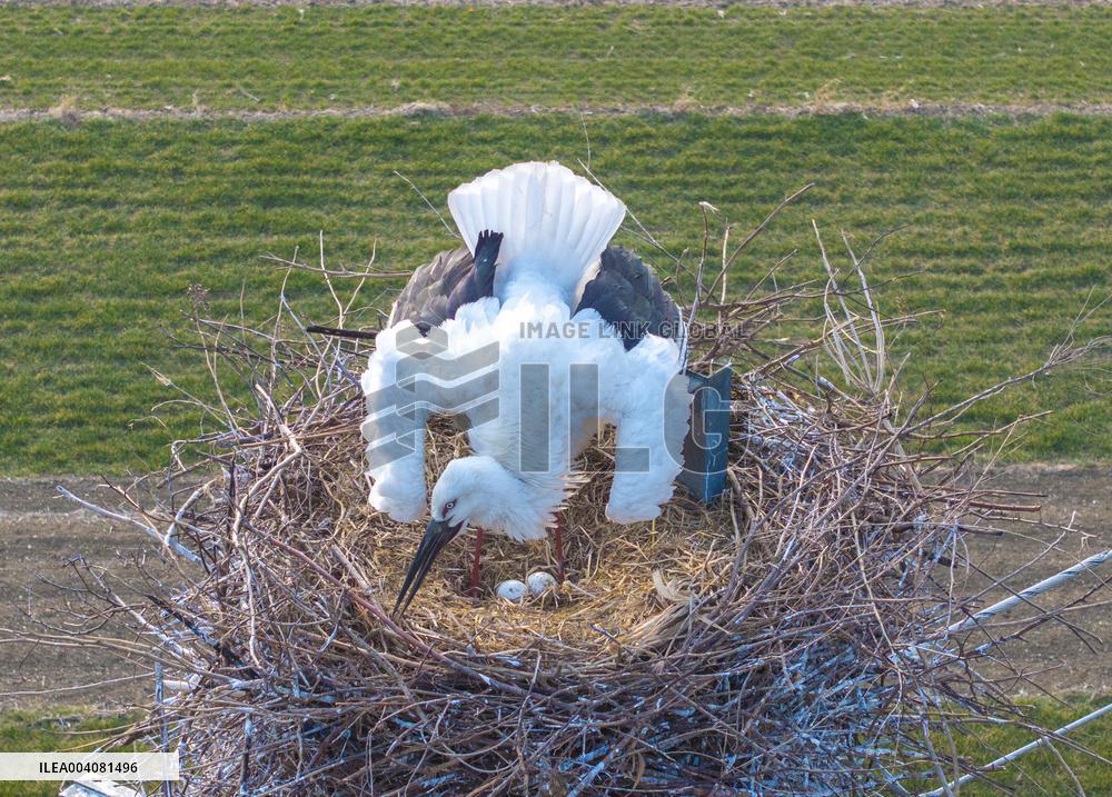 Oriental White Storks