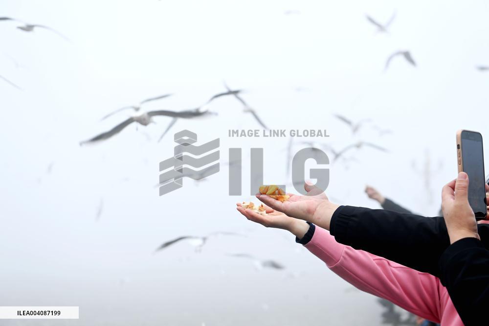 Heavy Fog Hit Qingdao