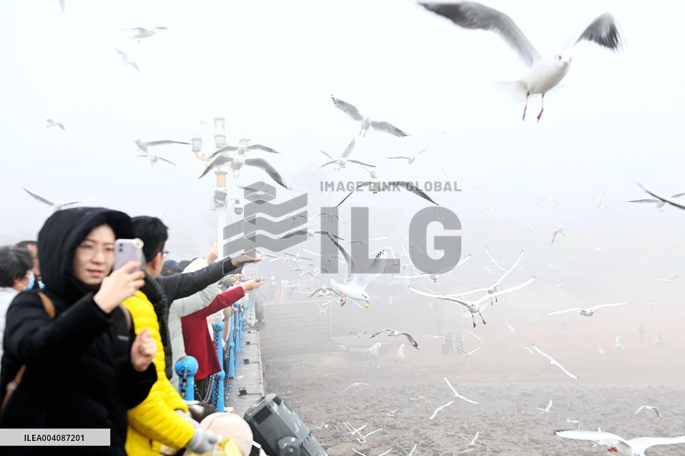 Heavy Fog Hit Qingdao
